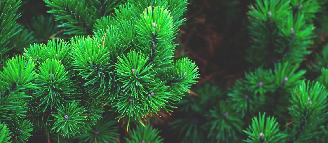 Biolimpiador Multiusos Pino Concentrado